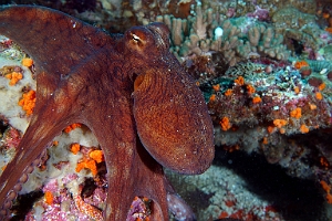Banda Sea 2018 - DSC06113_rc - Day Octopus - Poulpe - Octopus Cyanea
